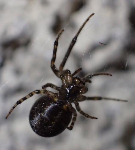 Zygiella x-notata